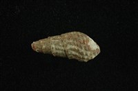 藏品(瘤蜷)的圖片